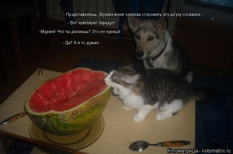 Котоматрица: - Представляешь, Мурзик меня хозяева сторожить эту штуку оставили... - Вот чувствую! Украдут! -Мурзик! Что ты делаешь? Это не курица! - Да? А я то 