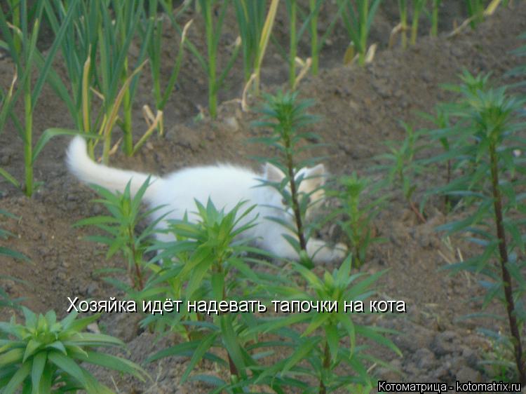 Котоматрица: Хозяйка идёт надевать тапочки на кота