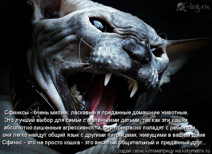 Котоматрица: Сфинкс - это не просто кошка - это веселый общительный и преданный друг... они легко найдут общий язык с другими питомцами, живущими в вашем д