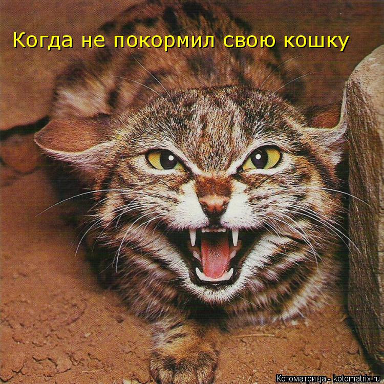 Котоматрица: Когда не покормил свою кошку