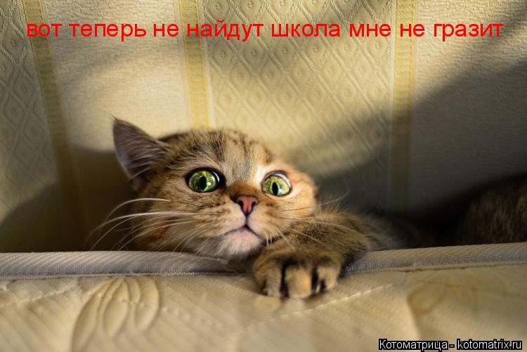Котоматрица: вот теперь не найдут школа мне не гразит