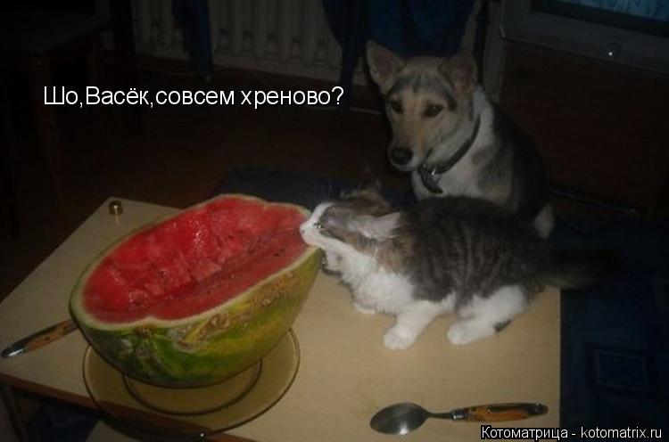 Котоматрица: Шо,Васёк,совсем хреново?