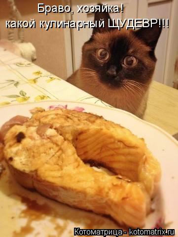 Котоматрица: Браво, хозяйка! какой кулинарный ЩУДЕВР!!!