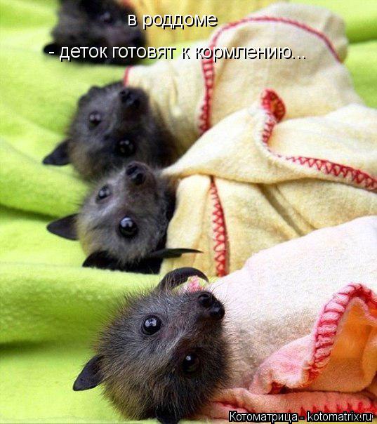Котоматрица: в роддоме  - деток готовят к кормлению...