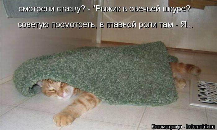 Котоматрица: смотрели сказку? - "Рыжик в овечьей шкуре? советую посмотреть, в главной роли там - Я...