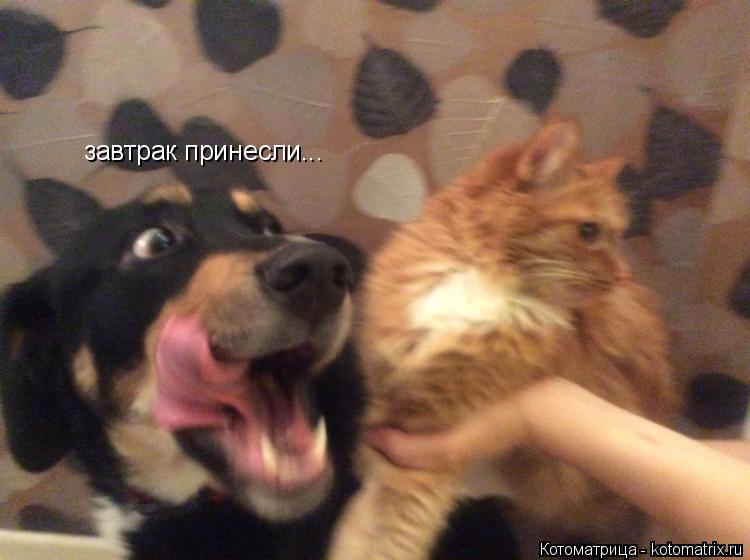 завтрак принесли...... Котоматрица: завтрак принесли...