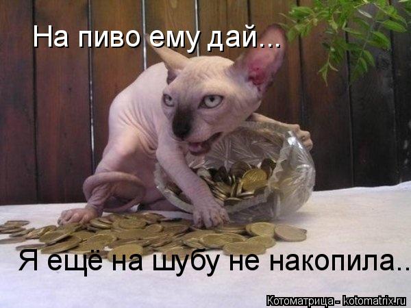 На пиво ему дай... Я ещё на шубу не накопила...... Котоматрица: На пиво ему дай... Я ещё на шубу не накопила...