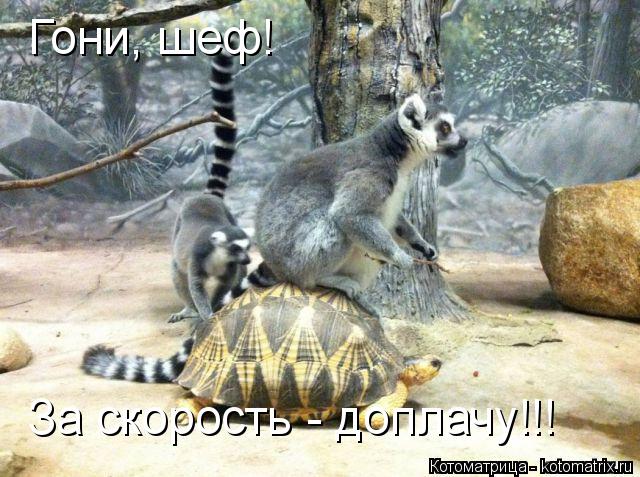 Гони, шеф! За скорость - доплачу!!!... Котоматрица: Гони, шеф! За скорость - доплачу!!!