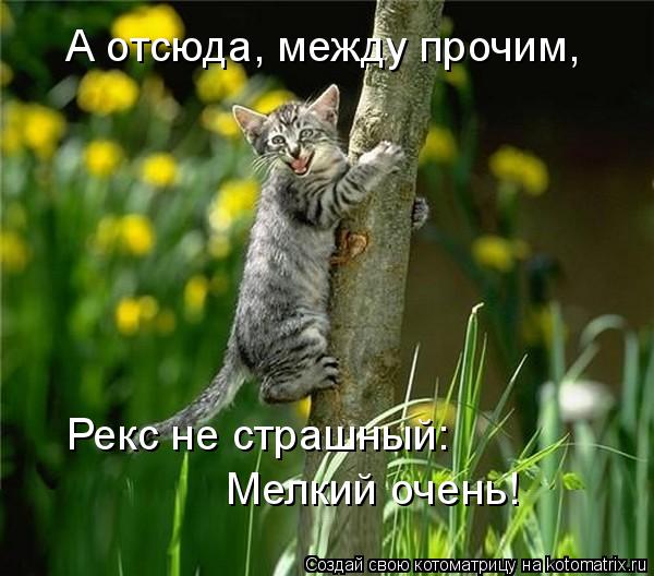 Котоматрица: А отсюда, между прочим, Рекс не страшный: Мелкий очень!