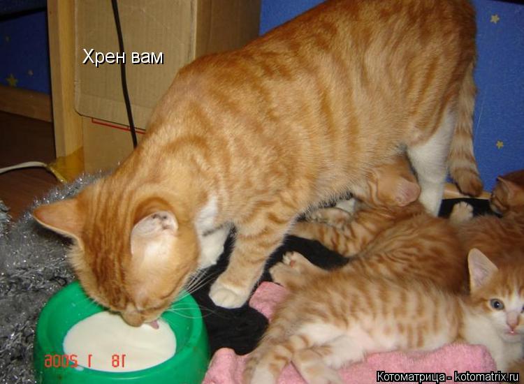 Котоматрица: Хрен вам