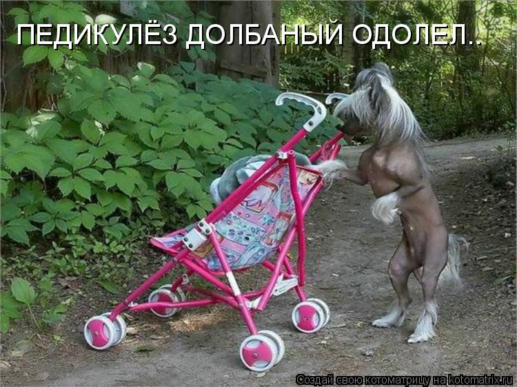 ПЕДИКУЛЁЗ ДОЛБАНЫЙ ОДОЛЕЛ..... Котоматрица: ПЕДИКУЛЁЗ ДОЛБАНЫЙ ОДОЛЕЛ..
