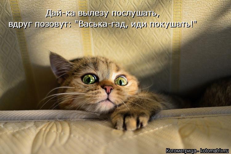 Дай-ка вылезу послушать, вдруг позовут: "Васька-гад, иди покушать!"... Котоматрица: Дай-ка вылезу послушать, вдруг позовут: "Васька-гад, иди покушать!"