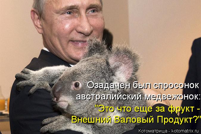 Котоматрица: Озадачен был спросонок австралийский медвежонок: "Это что еще за фрукт -  Внешний Валовый Продукт?"