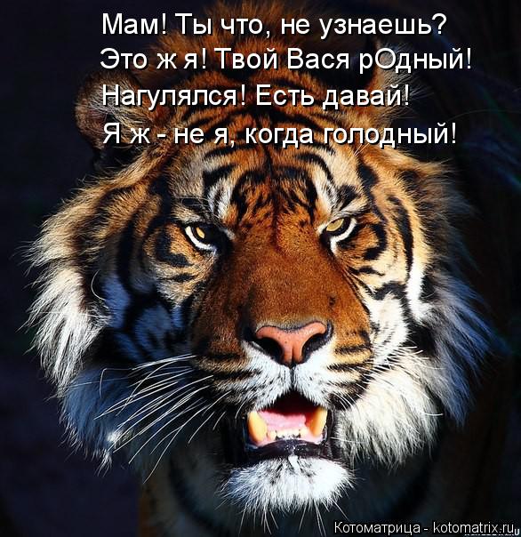 Котоматрица: Мам! Ты что, не узнаешь? Это ж я! Твой Вася рОдный! Нагулялся! Есть давай! Я ж - не я, когда голодный!