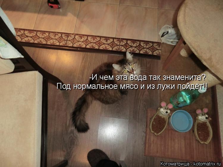 Котоматрица: -И чем эта вода так знаменита? Под нормальное мясо и из лужи пойдёт!!