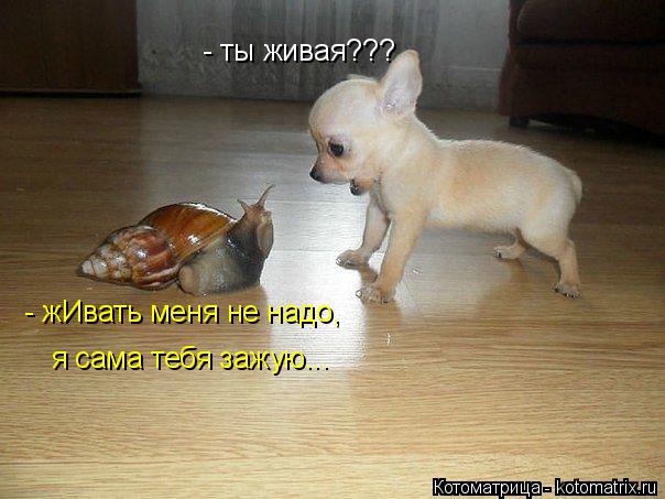 Котоматрица: - ты живая??? - жИвать меня не надо, я сама тебя зажую...