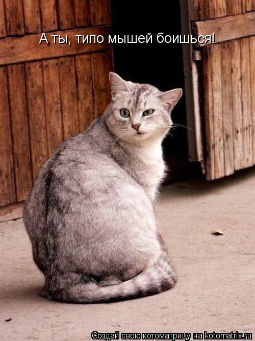Котоматрица: А ты, типо мышей боишься!