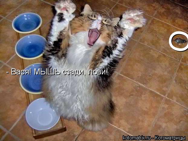 Котоматрица: - Вася! МЫШЬ сзади, лови! О