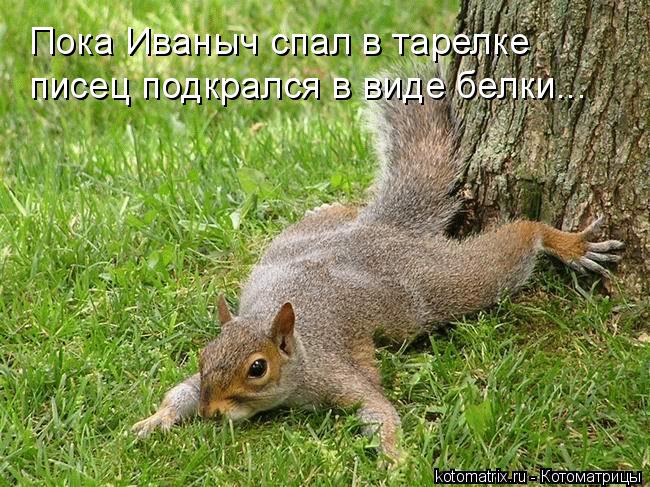 Пока Иваныч спал в тарелке писец подкрался в виде белки...... Котоматрица: Пока Иваныч спал в тарелке писец подкрался в виде белки...
