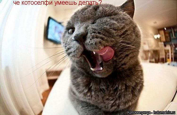 Котоматрица: че котоселфи умеешь делать?