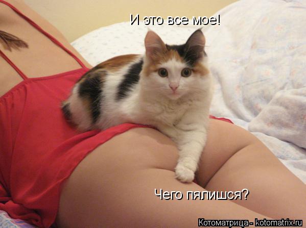 Котоматрица: И это все мое! Чего пялишся?