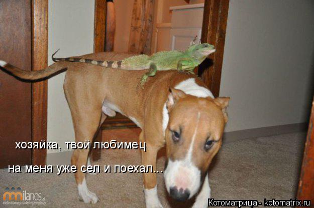 Котоматрица: хозяйка, твой любимец  на меня уже сел и поехал...