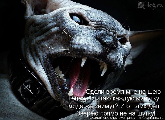 Котоматрица: Одели время мне на шею Теперь считаю каждую минутку, Когда же снимут? И от этих дел Зверею прямо не на шутку!