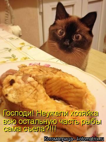 Господи! Неужели хозяйка всю остальную часть рыбы сама съела?!!!... Котоматрица: Господи! Неужели хозяйка всю остальную часть рыбы сама съела?!!!