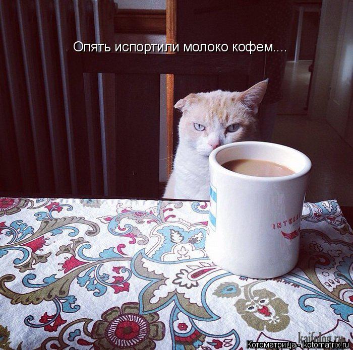 Котоматрица: Опять испортили молоко кофем....