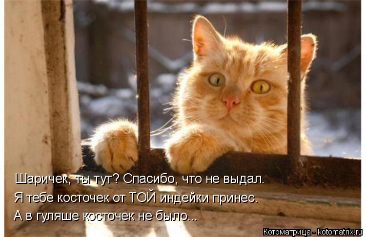 Котоматрица: Шаричек, ты тут? Спасибо, что не выдал. Я тебе косточек от ТОЙ индейки принес. А в гуляше косточек не было...