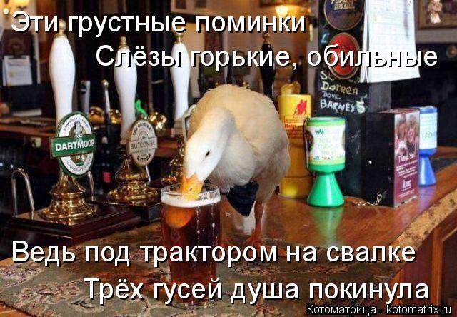 Котоматрица: Эти грустные поминки Слёзы горькие, обильные Ведь под трактором на свалке Трёх гусей душа покинула