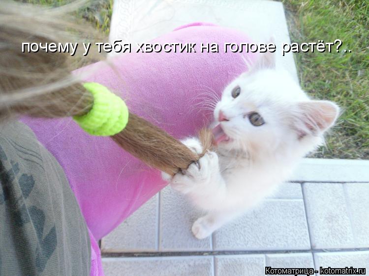 Котоматрица: почему у тебя хвостик на голове растёт?..