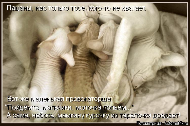 Котоматрица: Пацаны, нас только трое, кого-то не хватает. А сама, небось, мамкину курочку из тарелочки доедает! "Пойдёмте, мальчики, молочка попьём..." Вот-ж