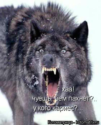 Котоматрица: хаа! чуешь, чем пахнет?.. у кого кариес?...
