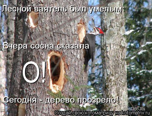 Вчера сосна сказала Сегодня - дерево прозрело! Лесной ваятель был умелым: О!... Котоматрица: Вчера сосна сказала Сегодня - дерево прозрело! Лесной ваятель был умелым: О!