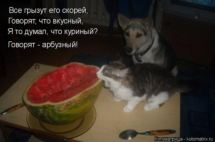 Котоматрица: Все грызут его скорей, Говорят, что вкусный, Я то думал, что куриный? Говорят - арбузный!