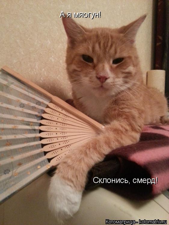 Котоматрица: А я мяогун! Склонись, смерд!