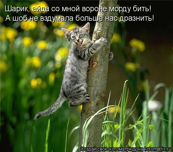 Шарик, айда со мной вороне морду бить! А шоб не вздумала больше нас дразнить!... Котоматрица: Шарик, айда со мной вороне морду бить! А шоб не вздумала больше нас дразнить!