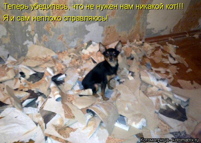 Теперь убедилась, что не нужен нам никакой кот!!! Я и сам неплохо справляюсь!... Котоматрица: Теперь убедилась, что не нужен нам никакой кот!!! Я и сам неплохо справляюсь!