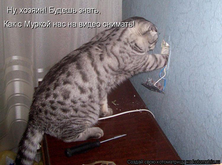 Котоматрица: Ну, хозяин! Будешь знать, Как с Муркой нас на видео снимать!