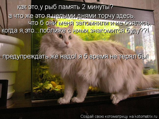 Котоматрица: как это,у рыб память 2 минуты? а что же это я целыми днями торчу здесь, что б они меня запомнили и не боялись, когда я,это...поближе с ними знако