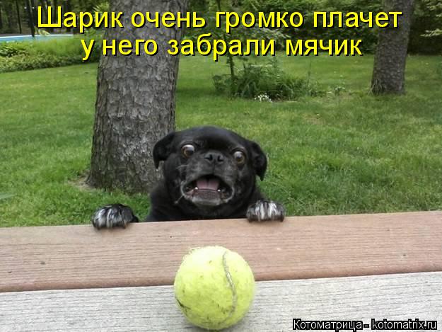 Шарик очень громко плачет у него забрали мячик... Котоматрица: Шарик очень громко плачет у него забрали мячик