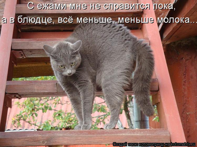 Котоматрица: С ежами мне не справится пока, а в блюдце, всё меньше, меньше молока...