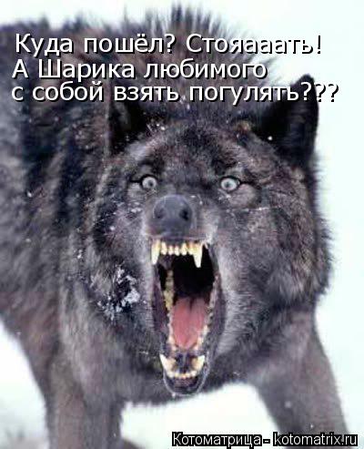 Куда пошёл? Стояааать! А Шарика любимого с собой взять погулять???... Котоматрица: Куда пошёл? Стояааать! А Шарика любимого с собой взять погулять???