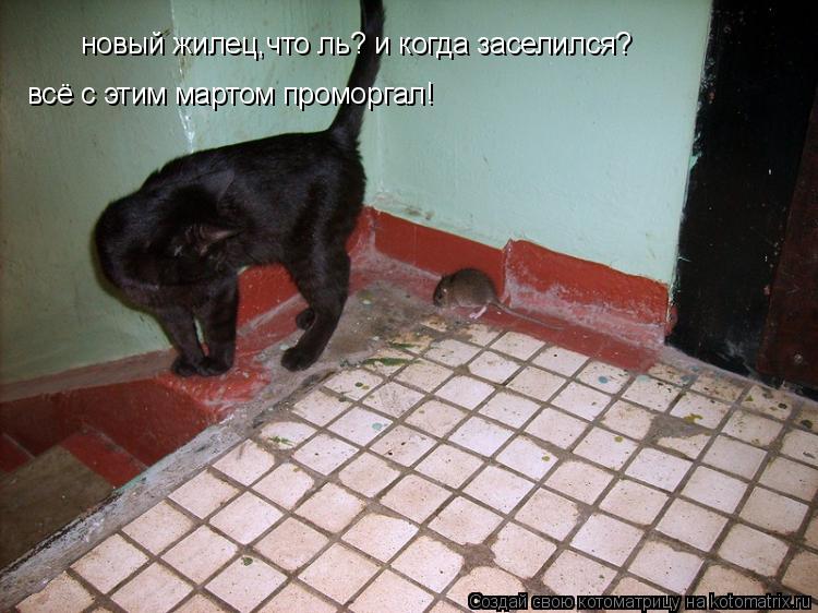 Котоматрица: новый жилец,что ль? и когда заселился? всё с этим мартом проморгал!