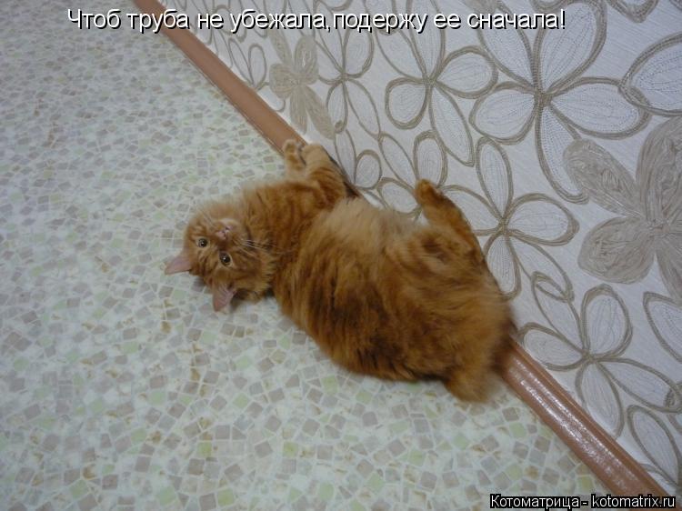 Котоматрица: Чтоб труба не убежала,подержу ее сначала!