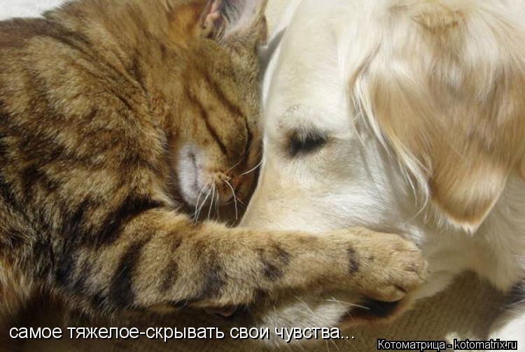 самое тяжелое-скрывать свои чувства...... Котоматрица: самое тяжелое-скрывать свои чувства...