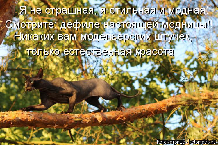 Я не страшная, я стильная и модная! Смотрите: дефиле настоящей модницы!! Никаких вам модельерских шту... Котоматрица: Я не страшная, я стильная и модная! Смотрите: дефиле настоящей модницы!! Никаких вам модельерских штучек, только естественная красота