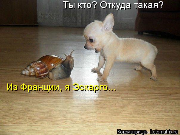 Котоматрица: Ты кто? Откуда такая? Из Франции, я Эскарго...