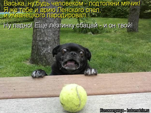 Васька, ну будь человеком - подтолкни мячик! Я же тебе и арию Ленского спел, и Жванецкого пародировал... Котоматрица: Васька, ну будь человеком - подтолкни мячик! Я же тебе и арию Ленского спел, и Жванецкого пародировал... Ну ладно! Еще лезгинку сбацай - и он тв